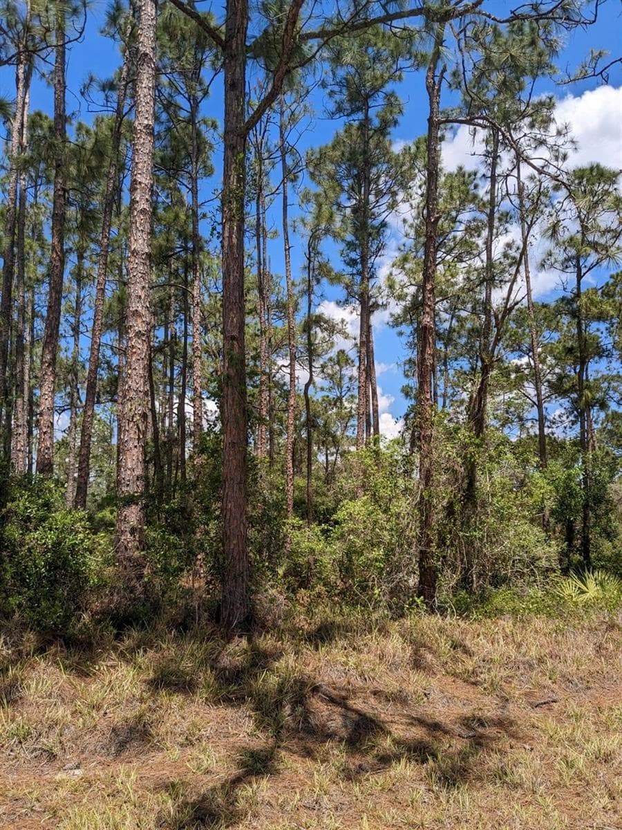 430 Apple Blossom Avenue, Lake Placid FL 33852 photo 3