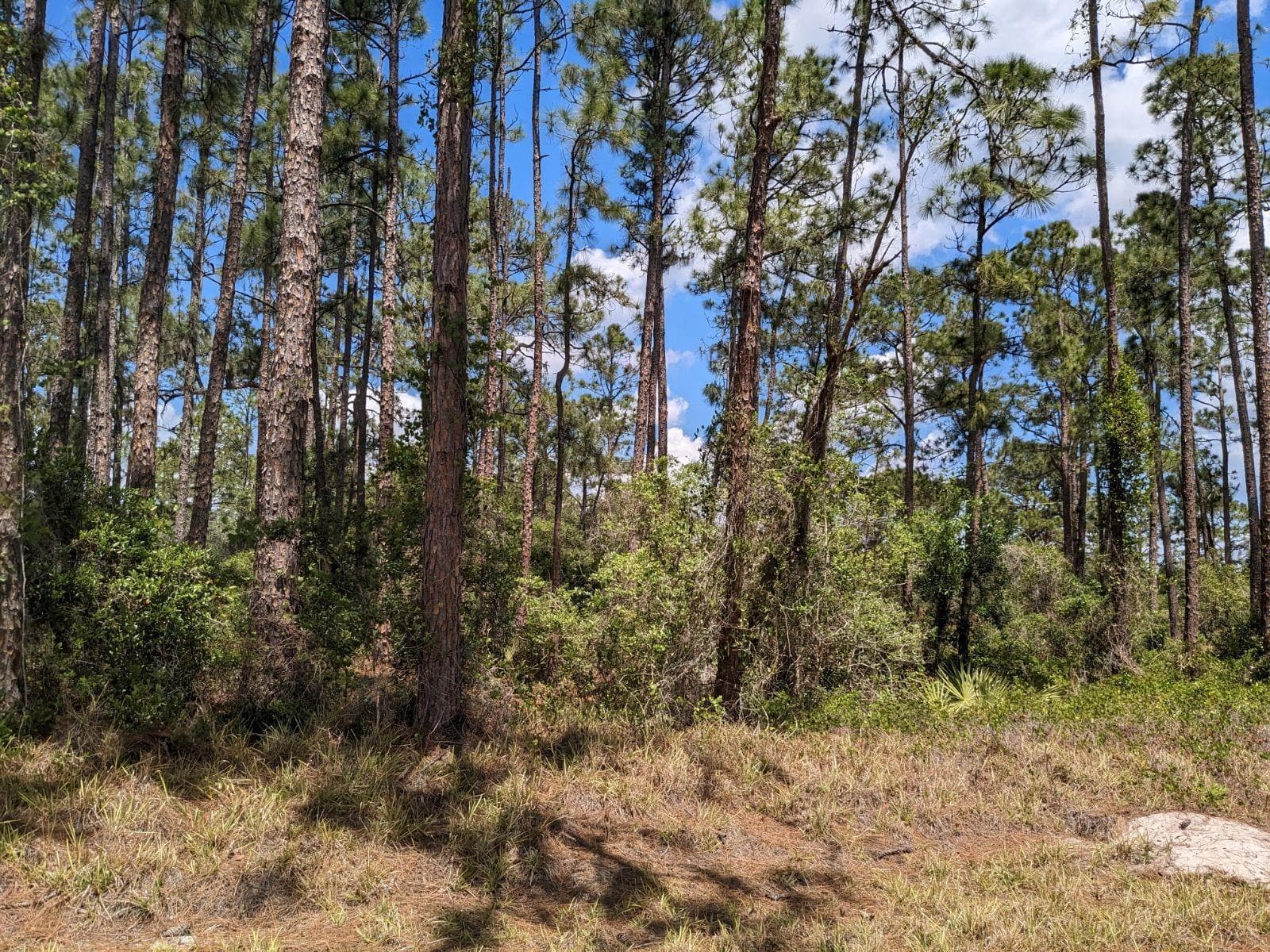 430 Apple Blossom Avenue, Lake Placid FL 33852 photo 4