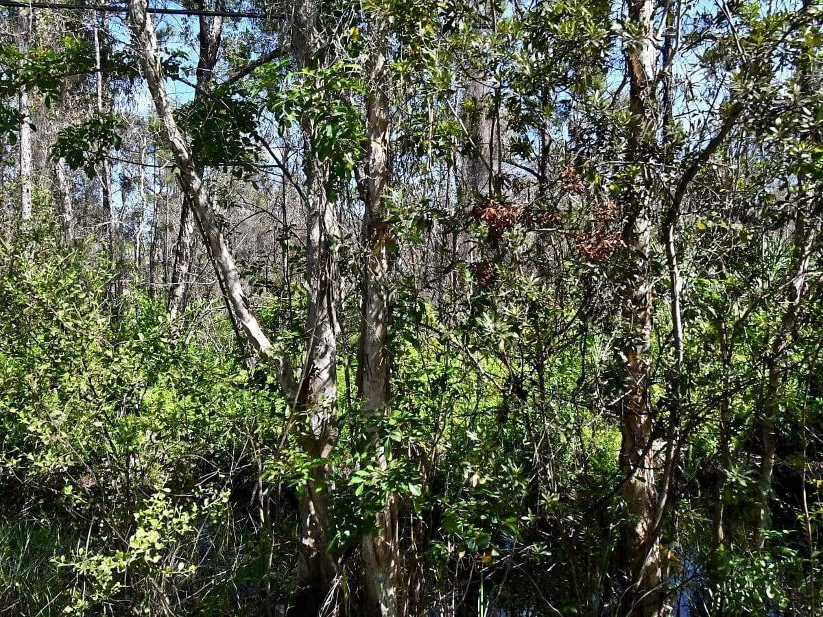 -- Dyer Road, Fort Pierce FL 34952 photo 3