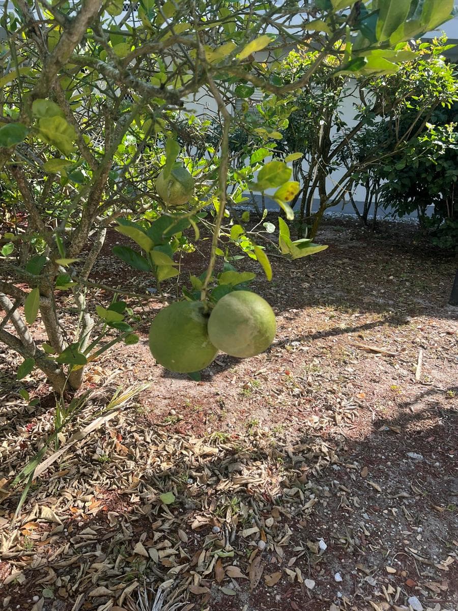 2302 Sunrise Boulevard # 201, Fort Pierce FL 34982 photo 2