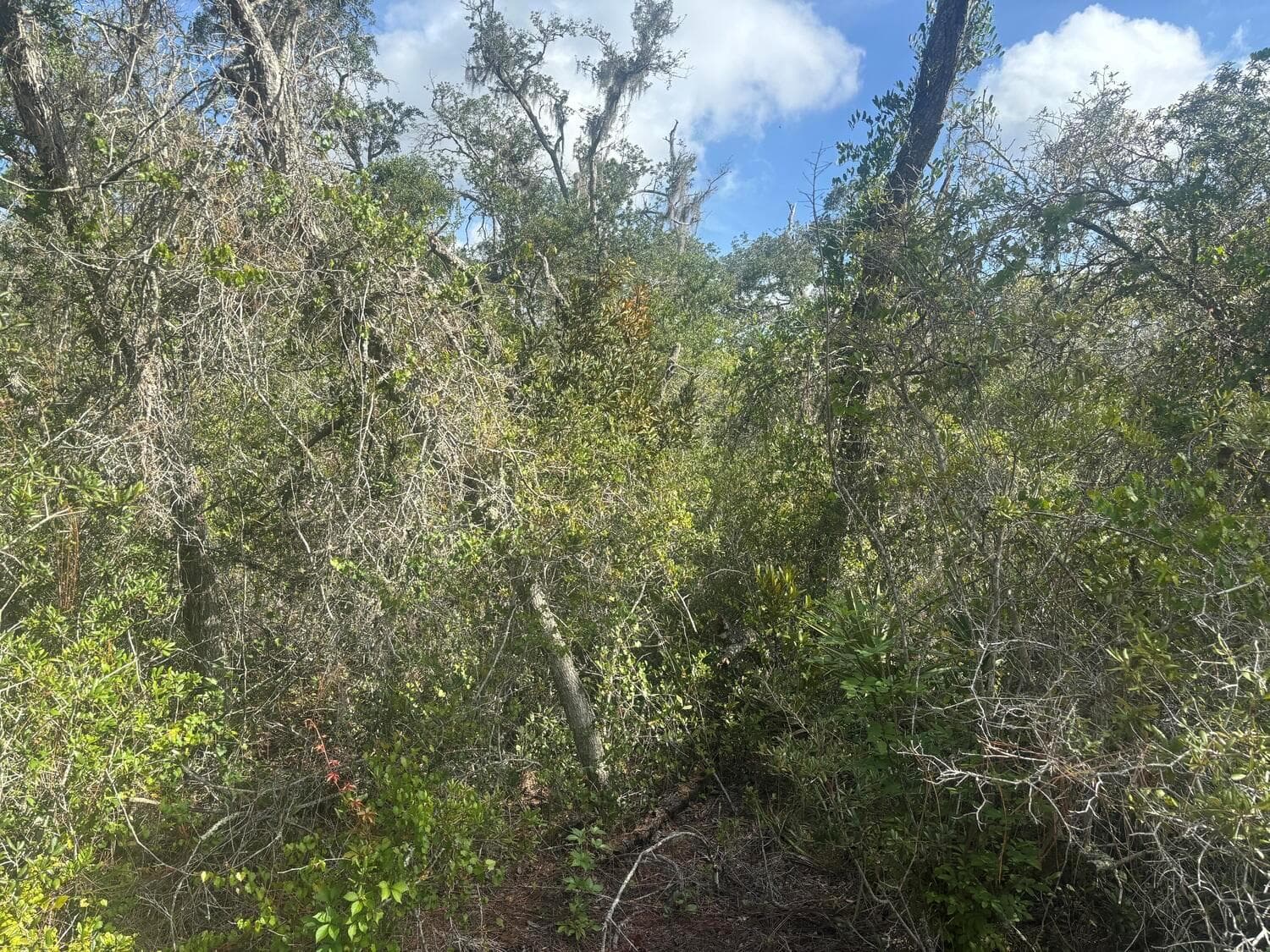 336 Stardust Avenue, Lake Placid FL 33852 photo 2