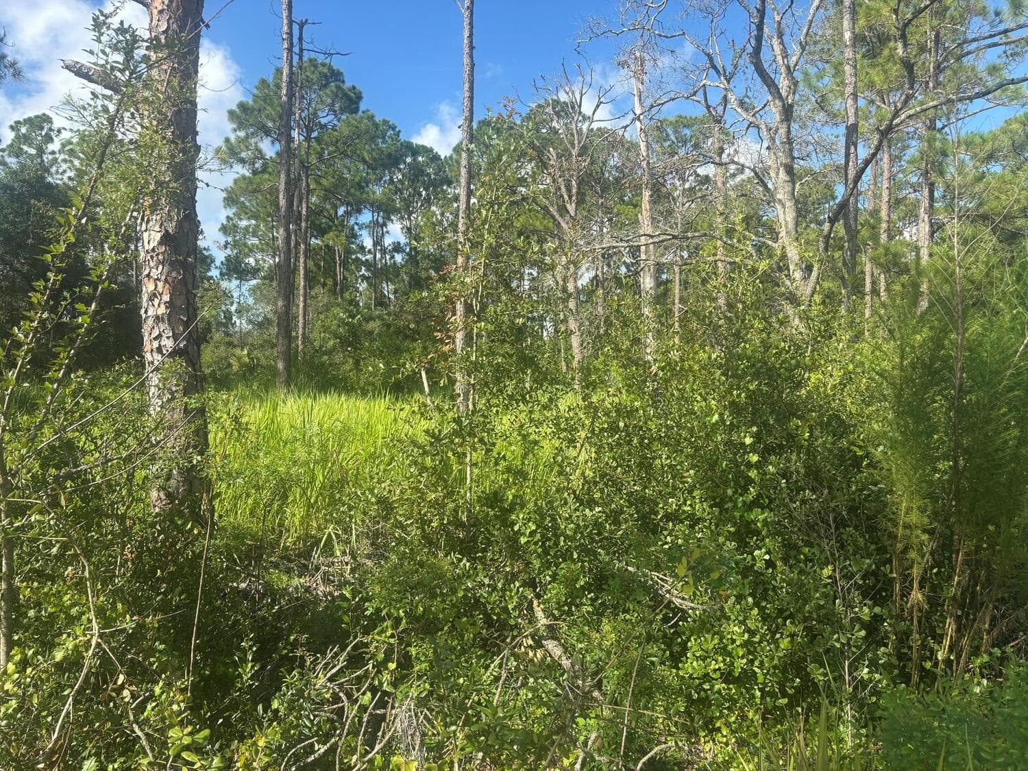 284 Rhapsody Avenue, Lake Placid FL 33852 photo 2