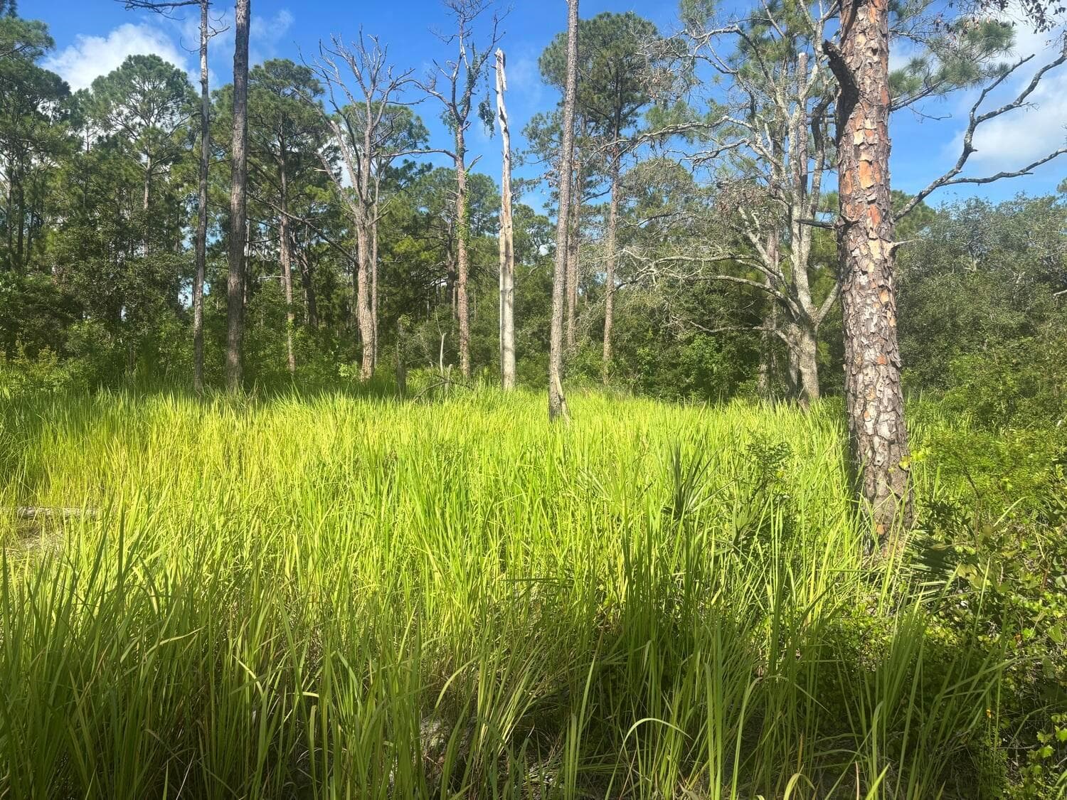 284 Rhapsody Avenue, Lake Placid FL 33852 photo 3