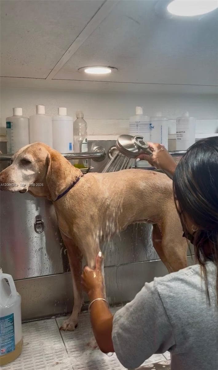 Mobile Pet Grooming, Miami FL 33134 photo 2