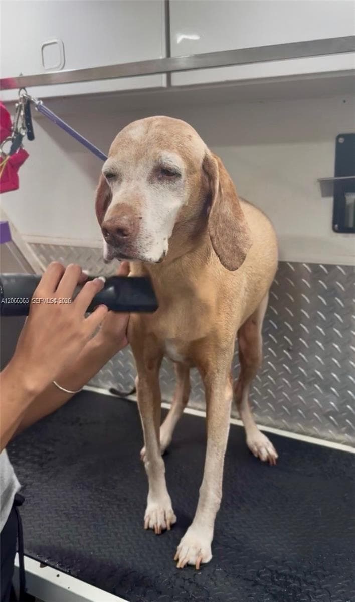 Mobile Pet Grooming, Miami FL 33134