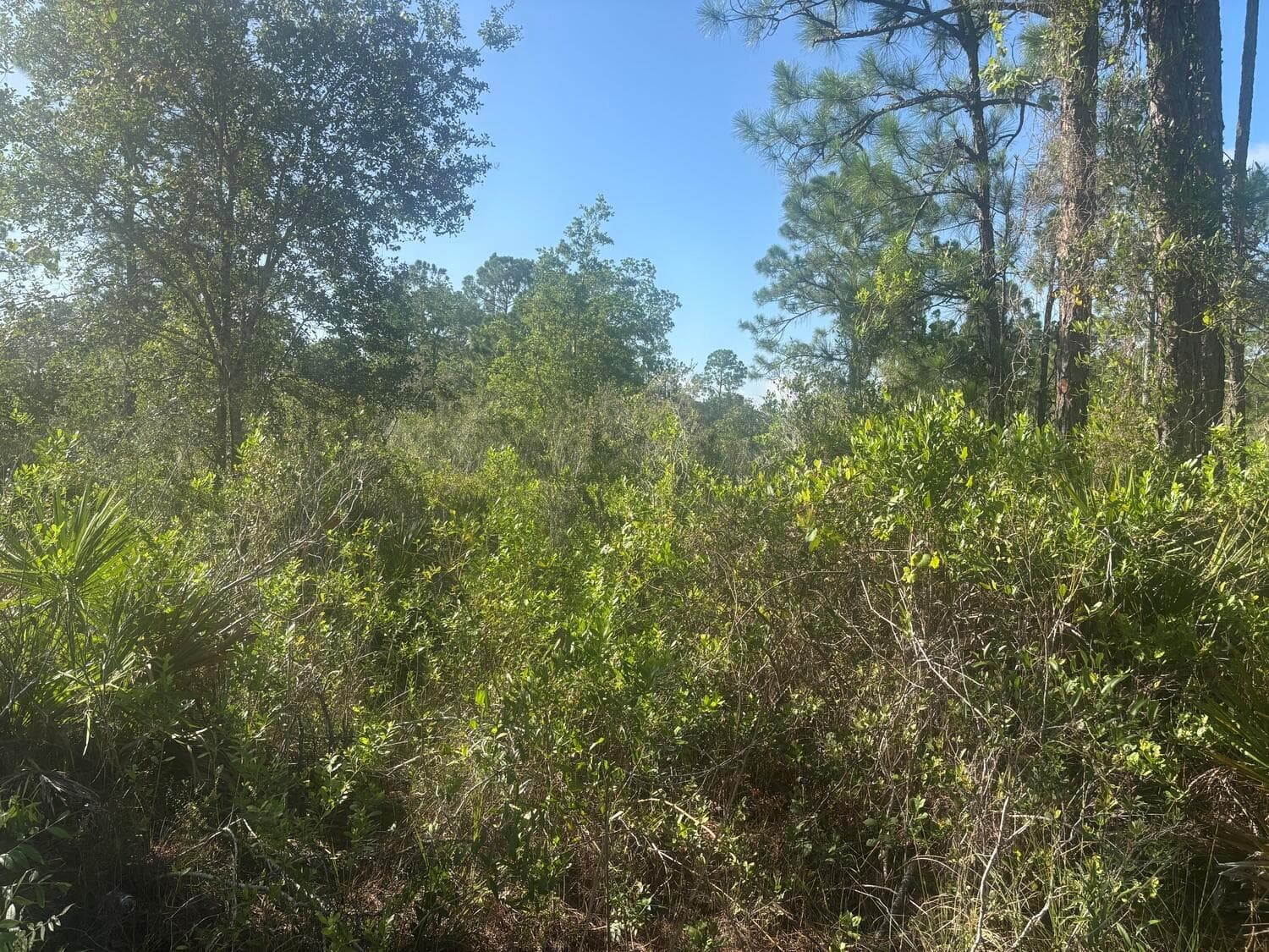 1021 Granger Street, Lake Placid FL 33852