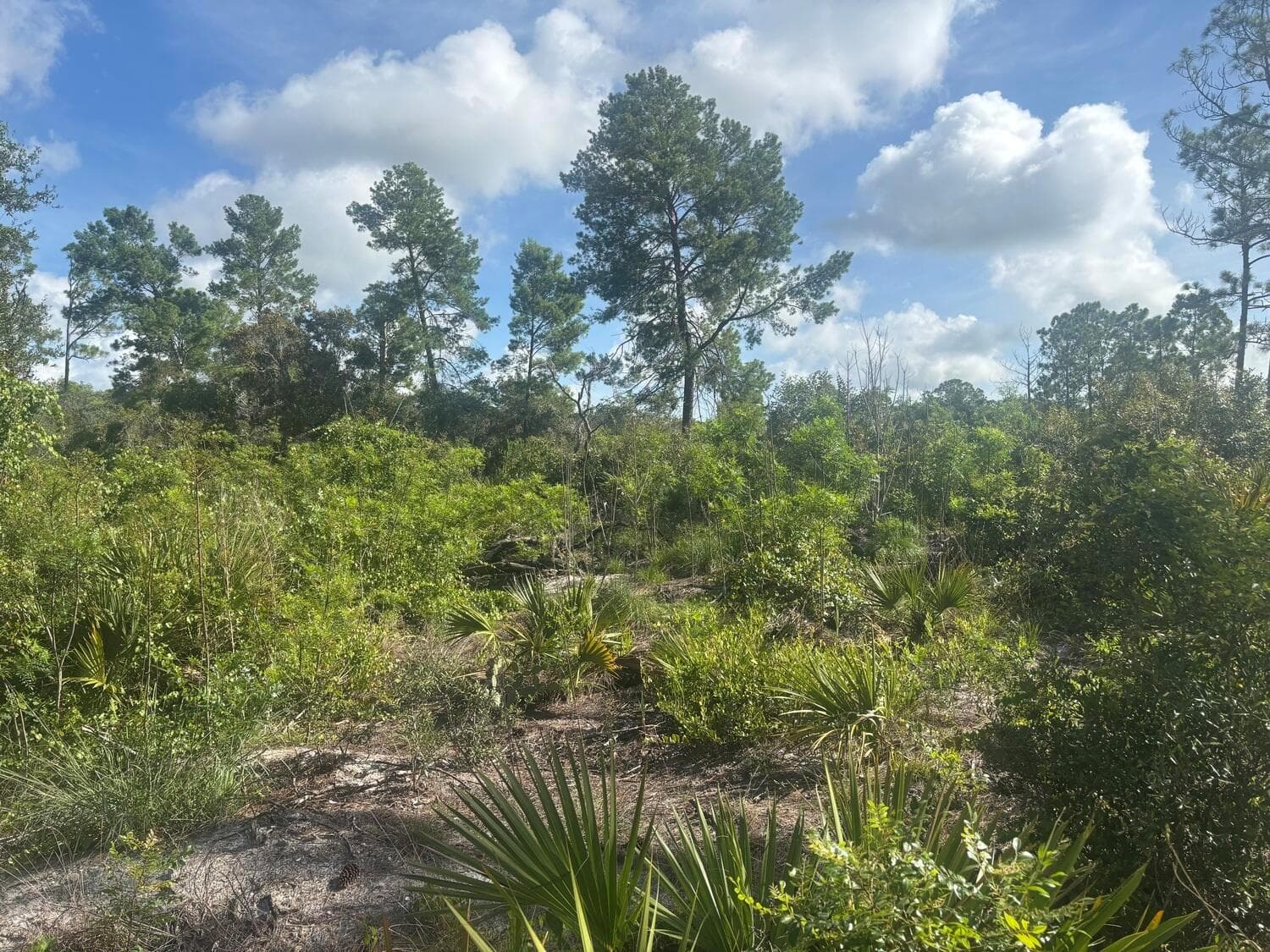 284 Rhapsody Avenue, Lake Placid FL 33852